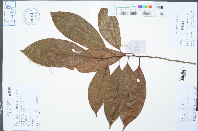 Magnolia hypolampra photo 5