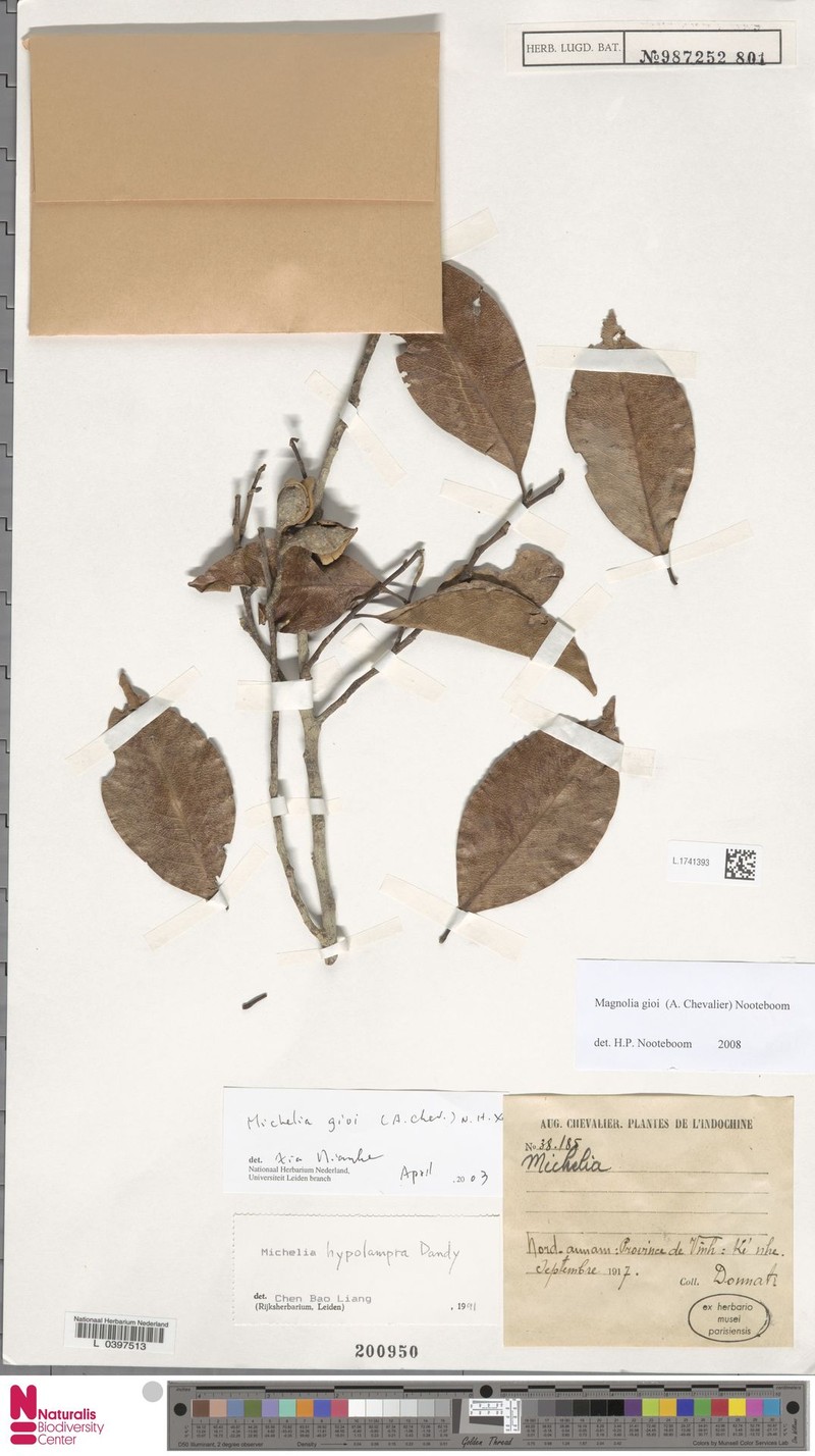 Magnolia hypolampra photo 6