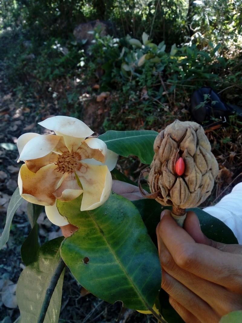Magnolia iltisiana photo 3