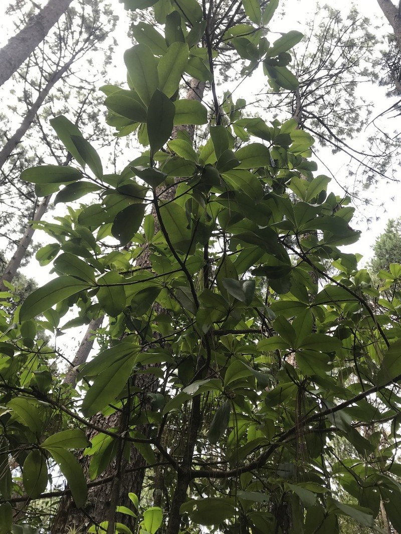 Magnolia iltisiana photo 4