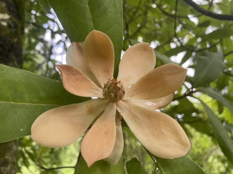 Magnolia iltisiana photo 7