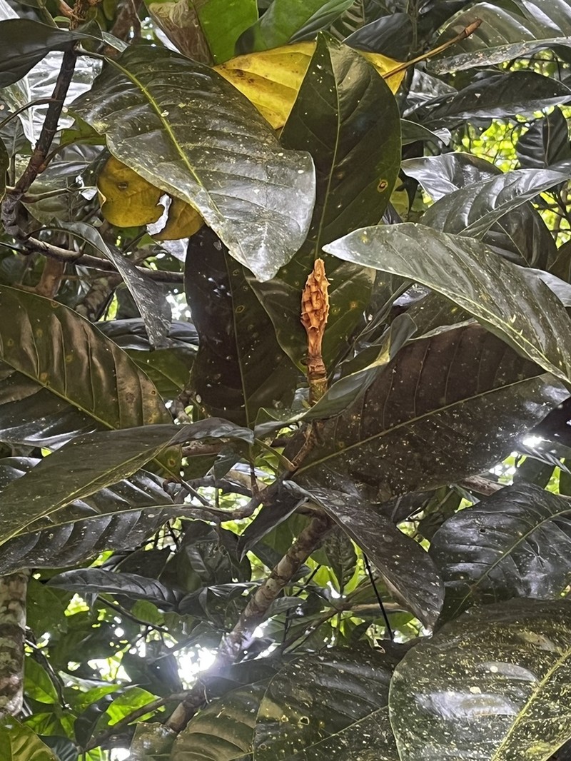 Magnolia inbioana