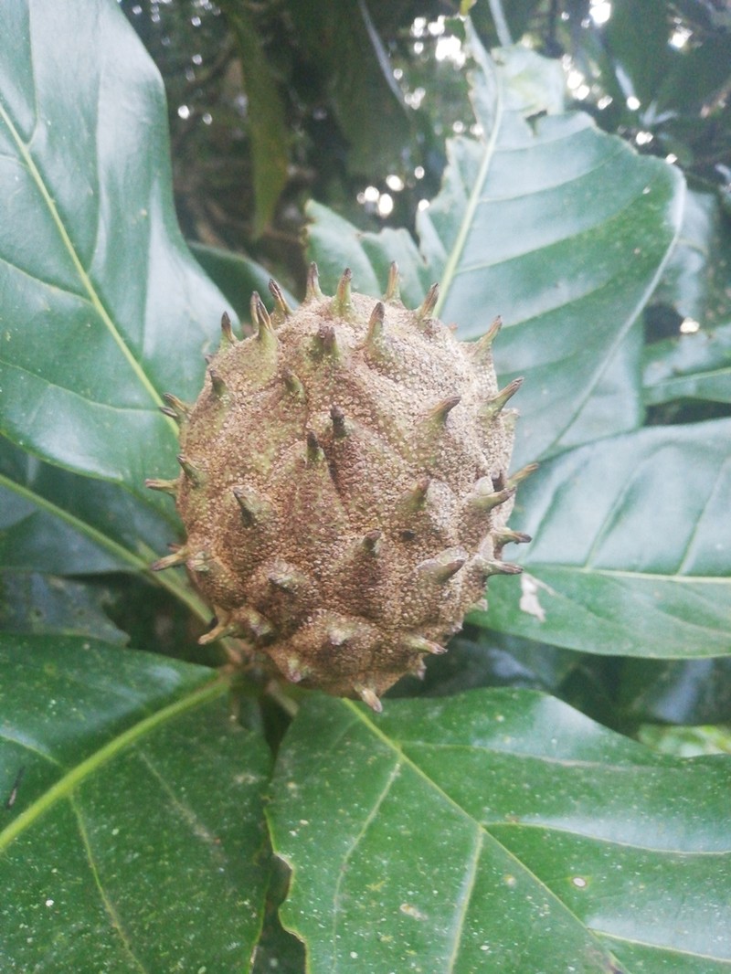 Magnolia inbioana photo 2
