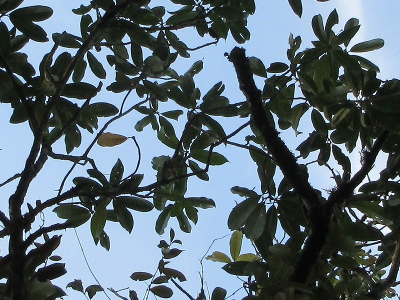 Magnolia insignis photo 2