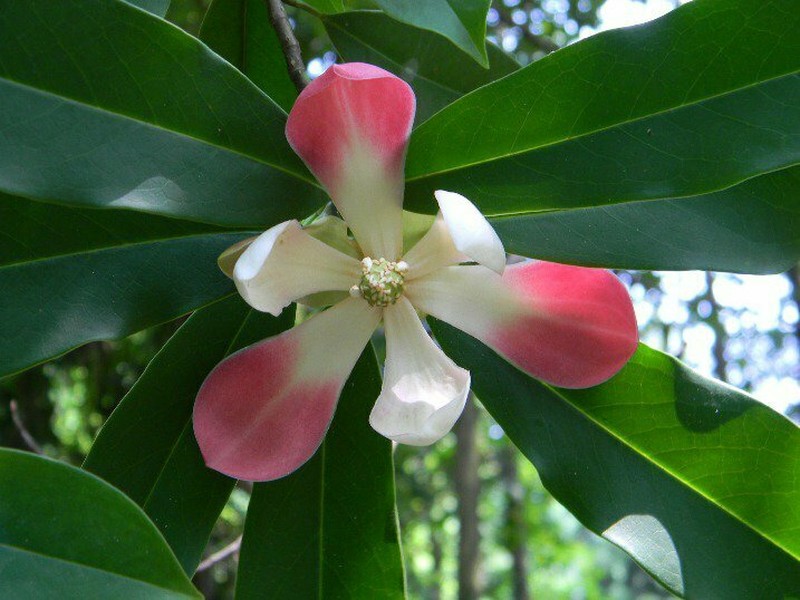 Magnolia insignis photo 3