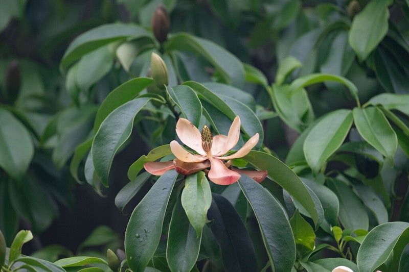 Magnolia insignis photo 4