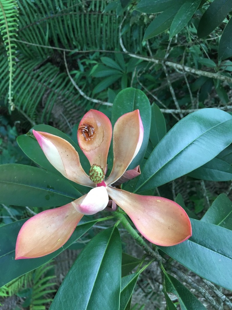 Magnolia insignis photo 5