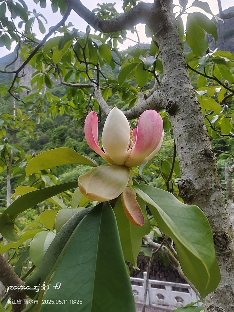 Magnolia insignis photo 6