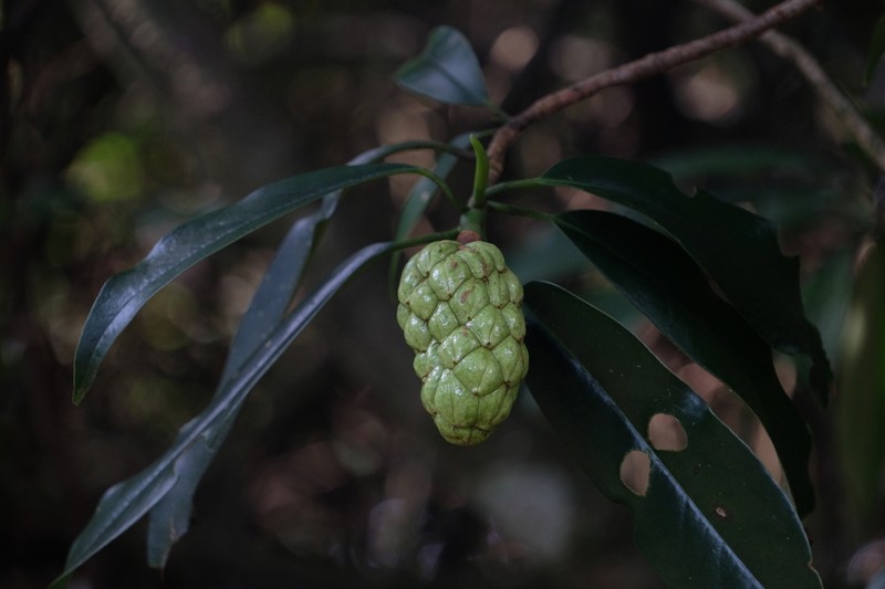 Magnolia insignis photo 7