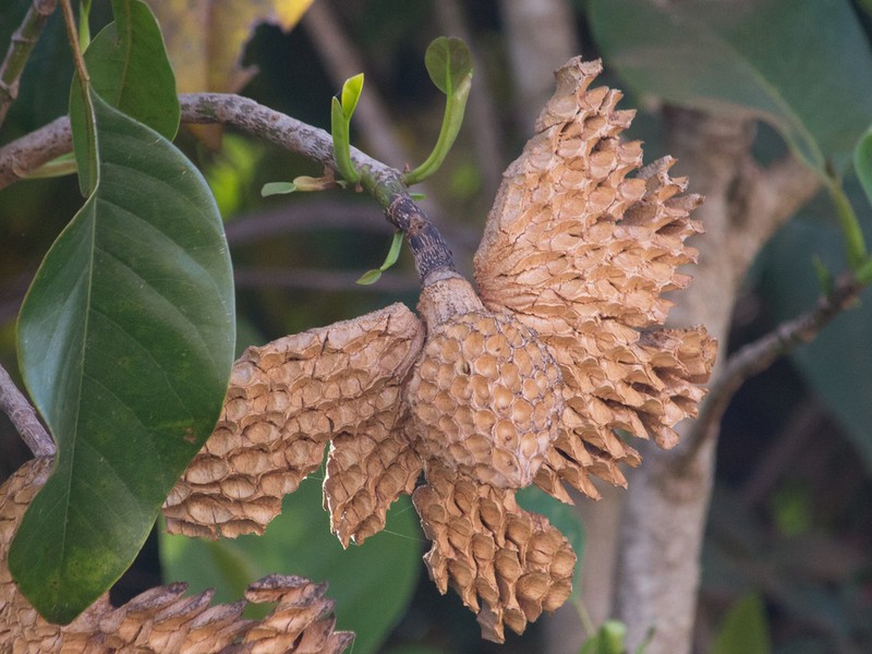 Magnolia irwiniana