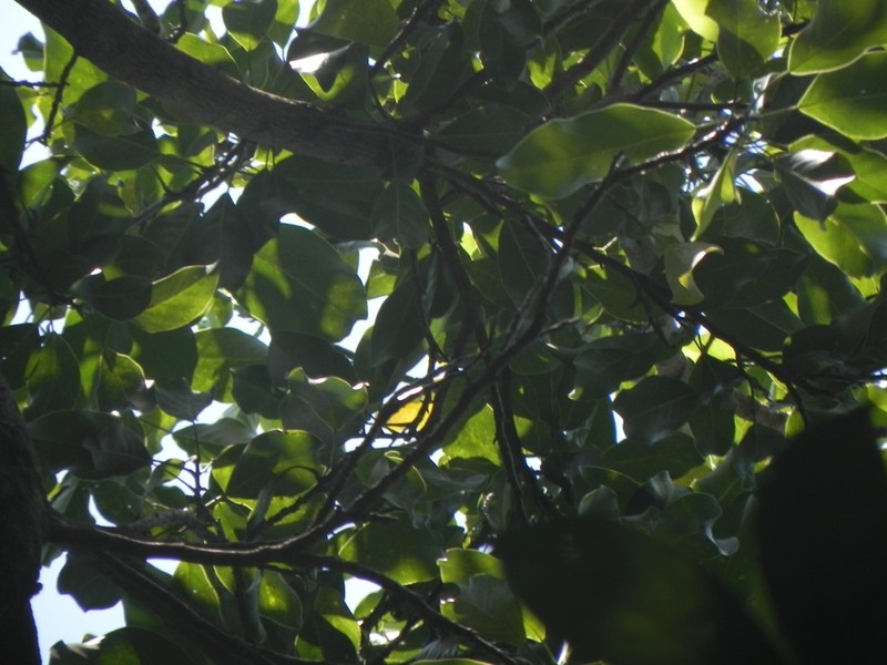 Magnolia irwiniana photo 2