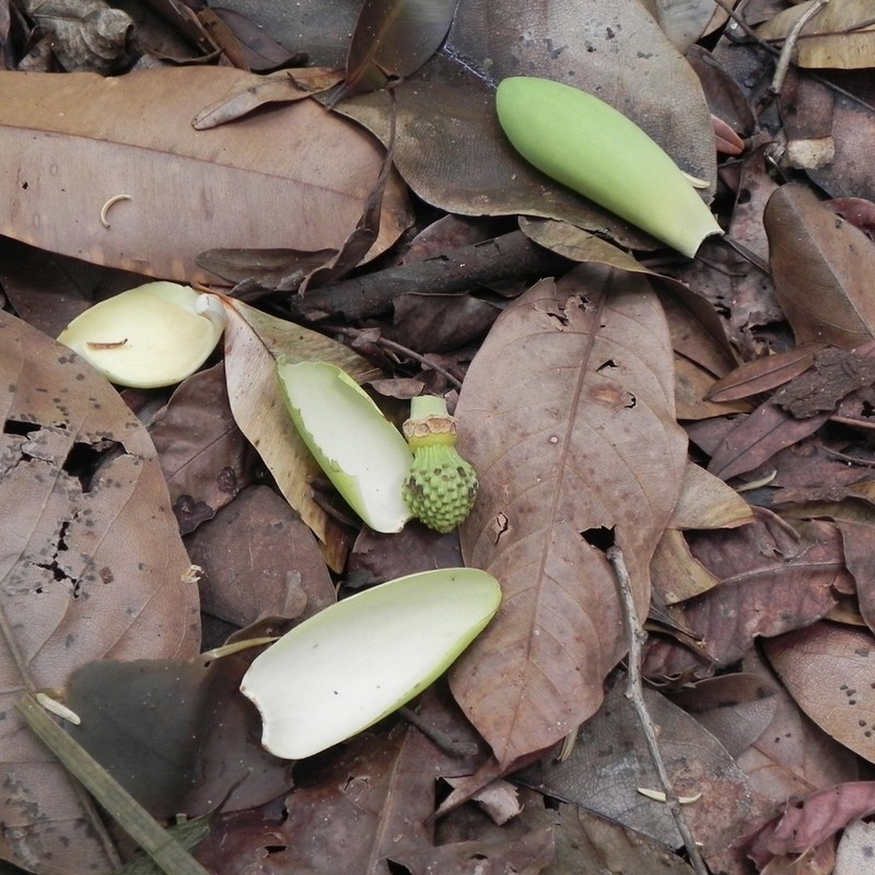 Magnolia irwiniana photo 3