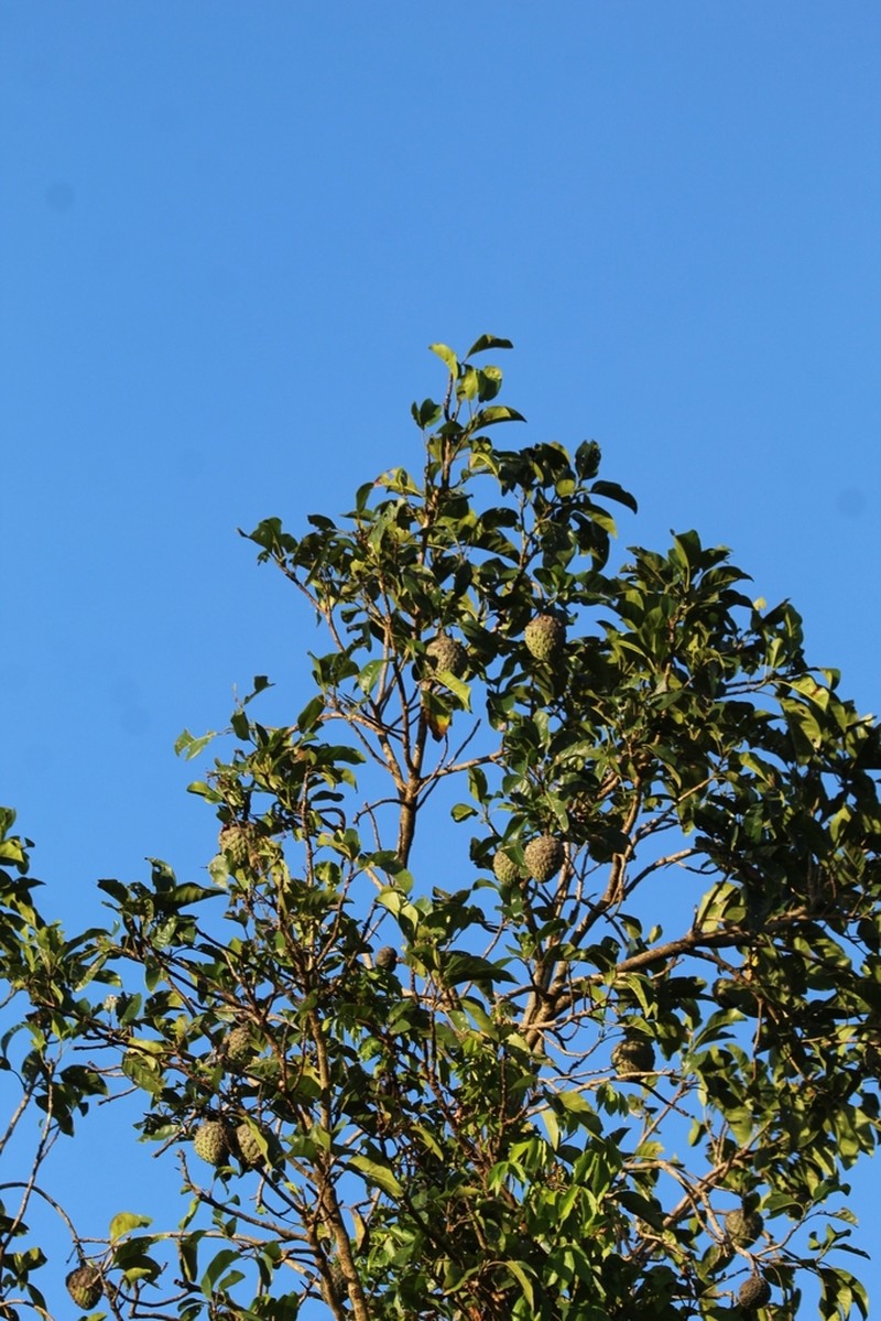 Magnolia irwiniana photo 4