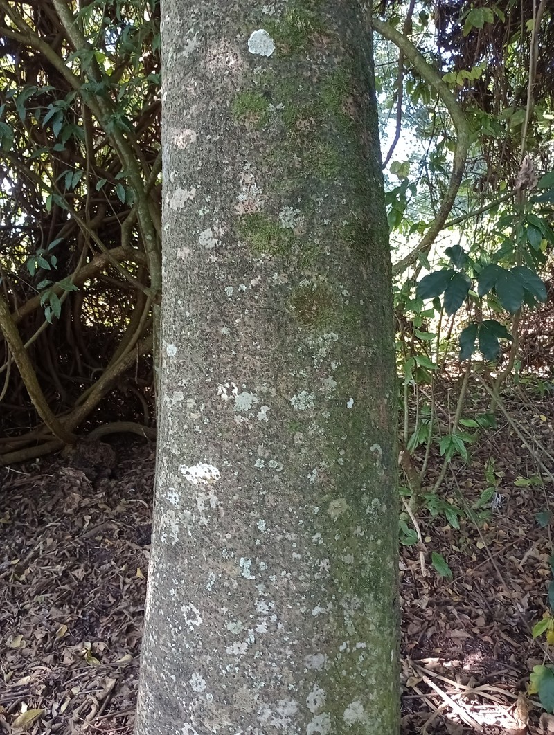 Magnolia irwiniana photo 7