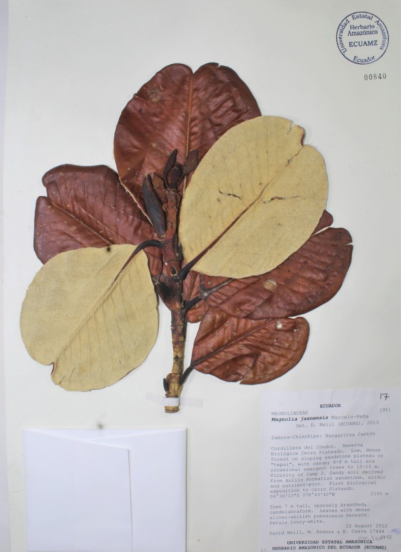 Magnolia jaenensis photo 3