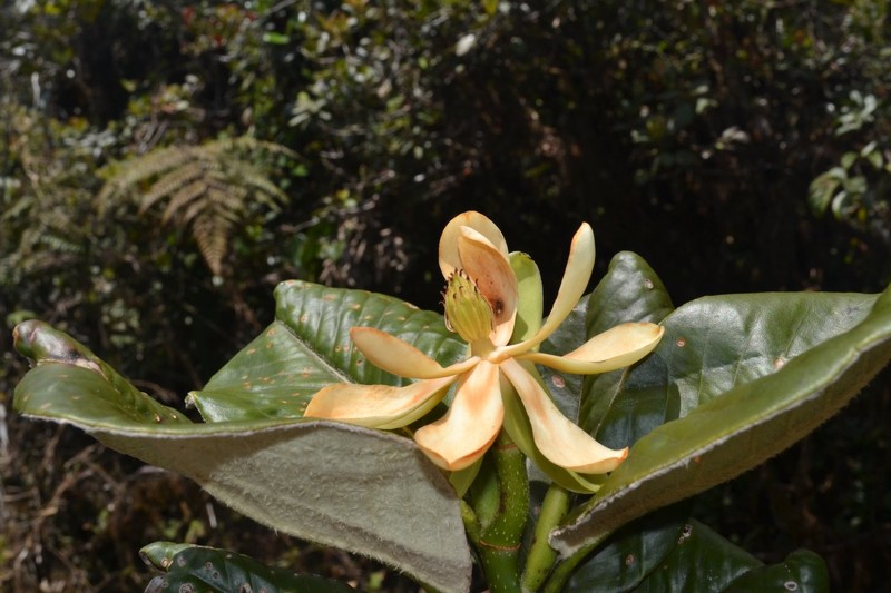 Magnolia jaenensis photo 4
