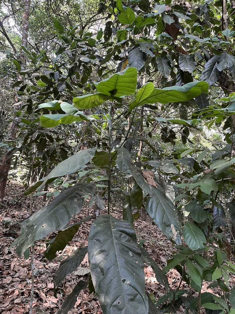 Magnolia jaliscana photo 3
