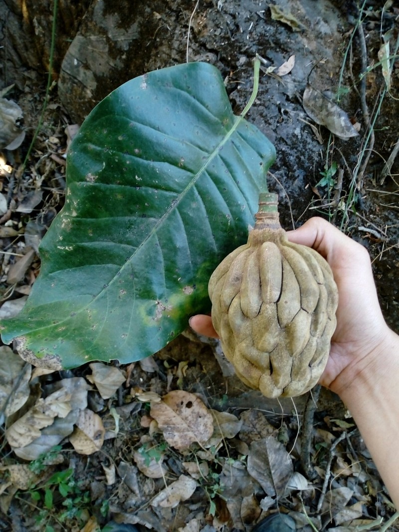Magnolia jaliscana photo 4