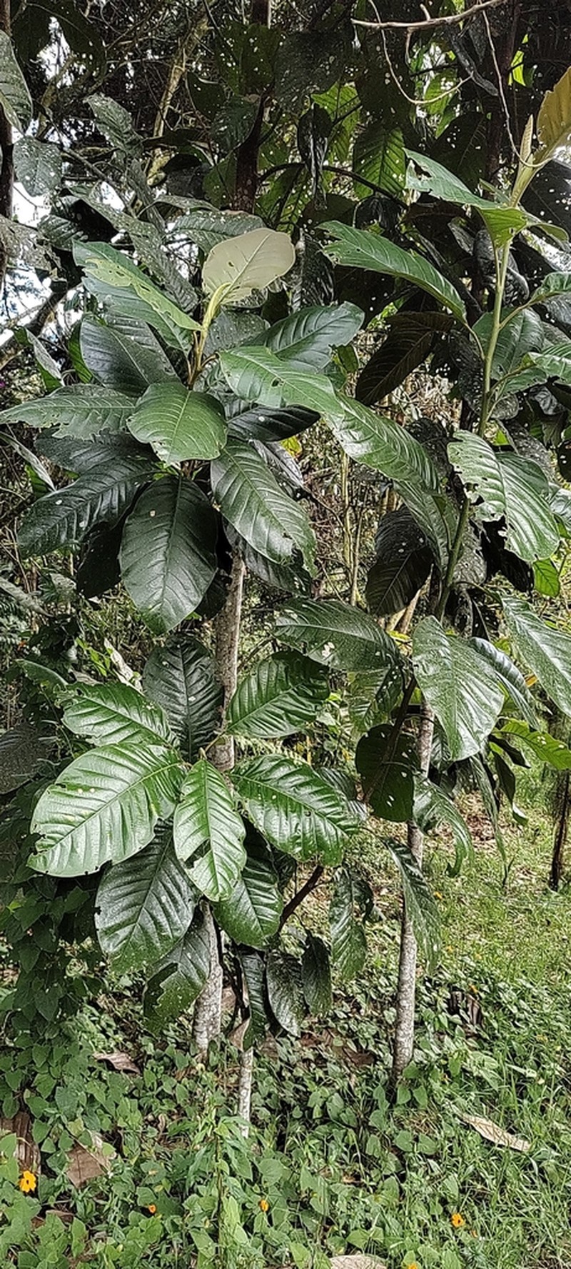 Magnolia jardinensis photo 2