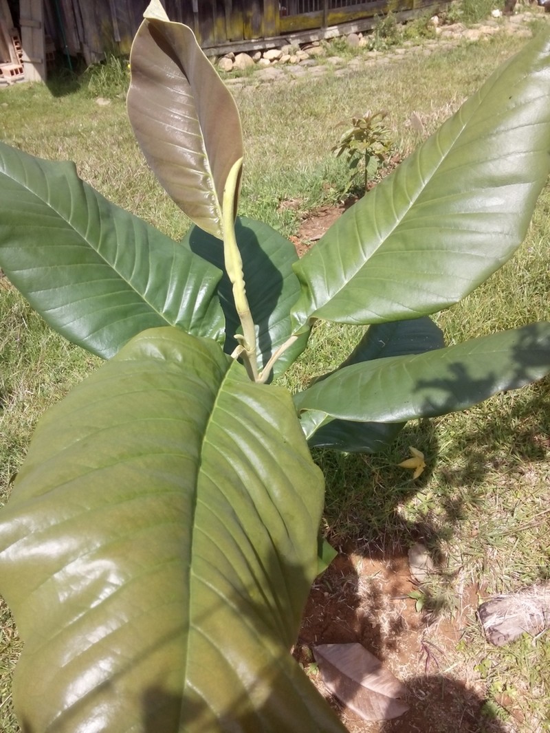 Magnolia jardinensis photo 3