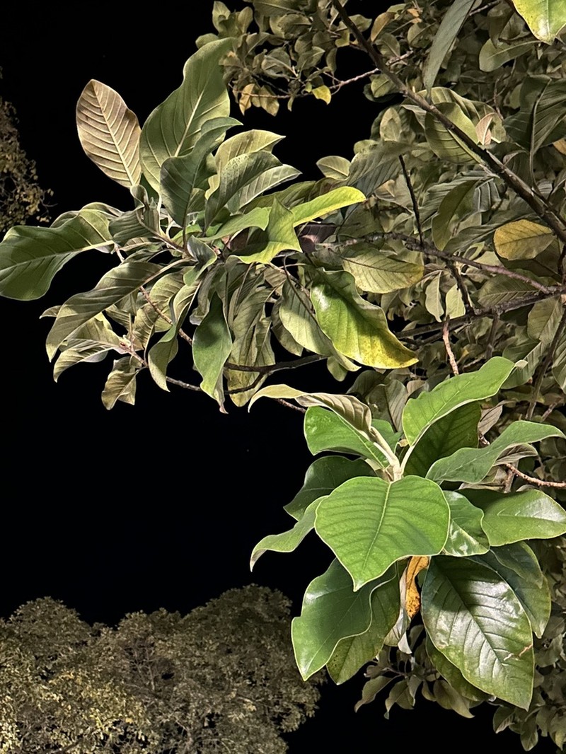 Magnolia jardinensis photo 4