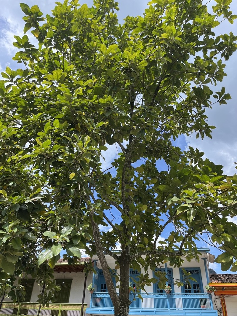 Magnolia jardinensis photo 6