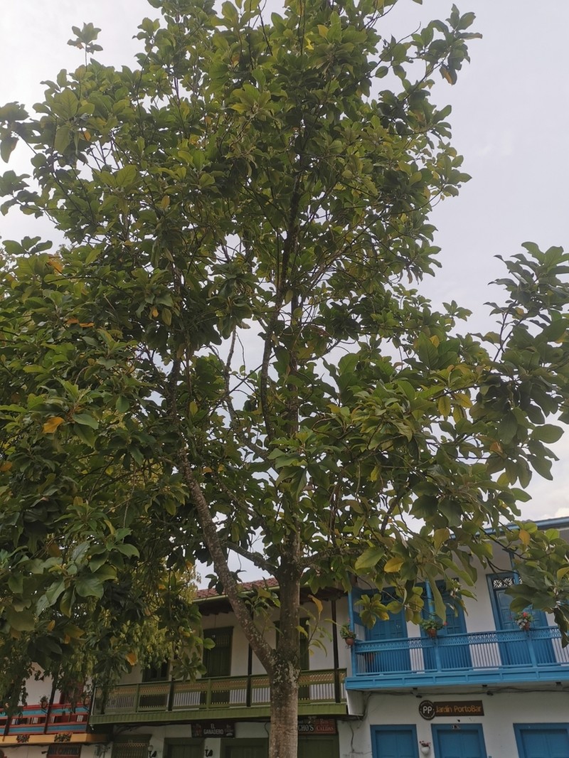 Magnolia jardinensis photo 7