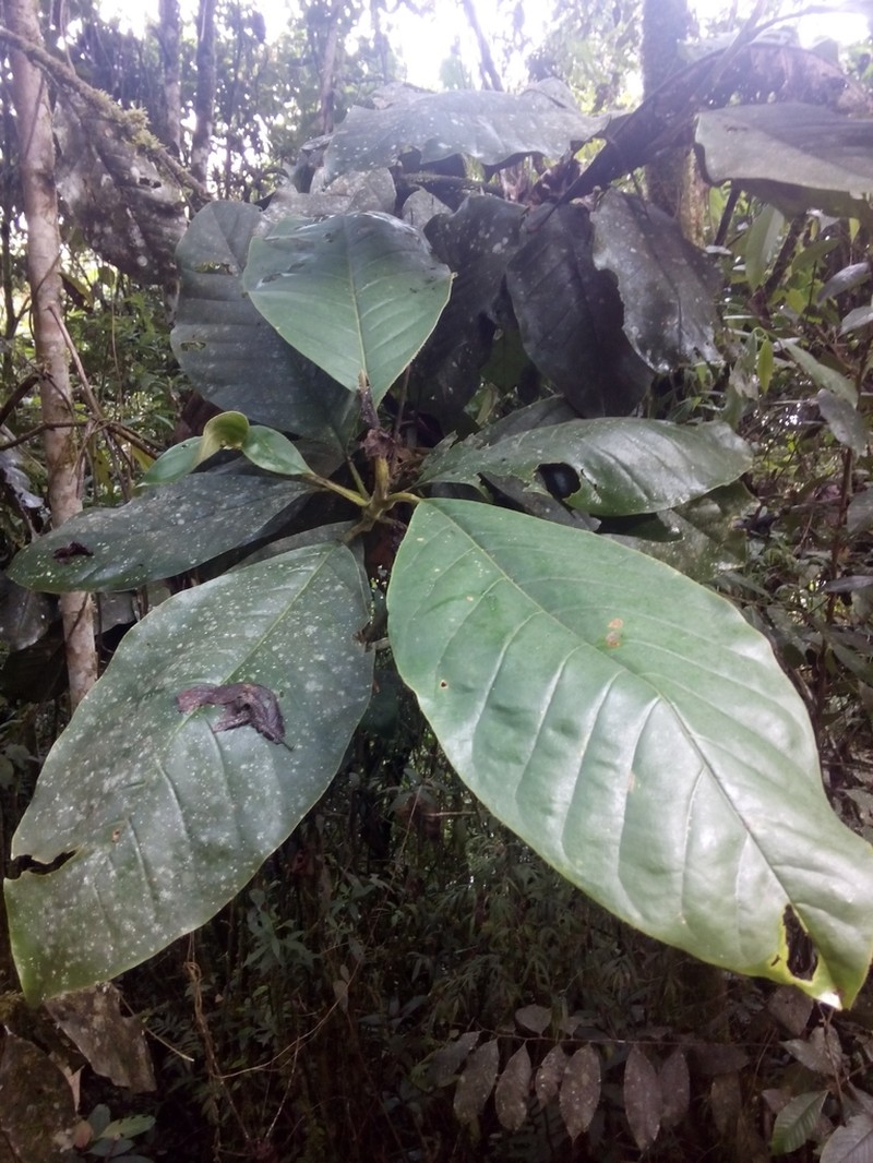Magnolia jardinensis photo 8