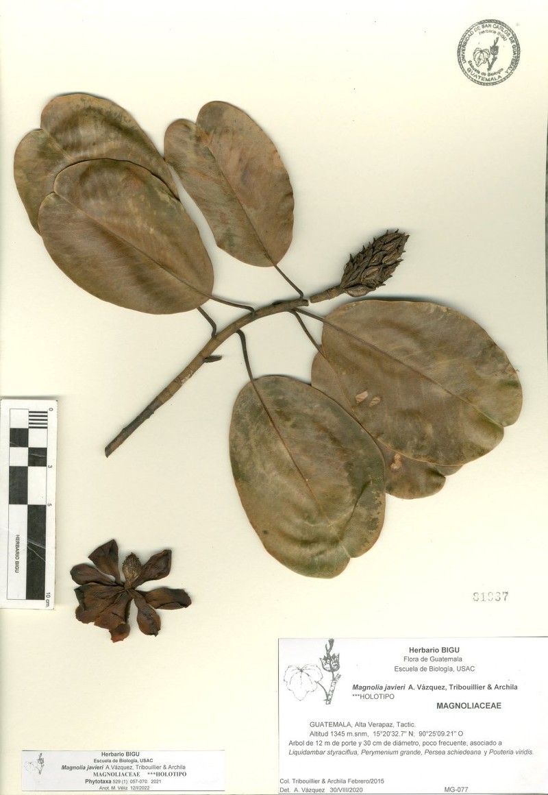 Magnolia javieri