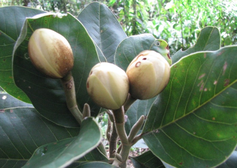 Magnolia juninensis