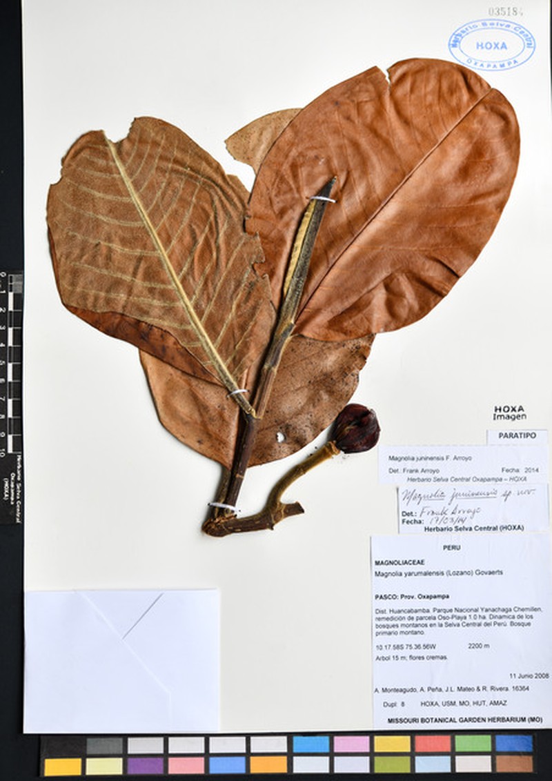 Magnolia juninensis photo 2