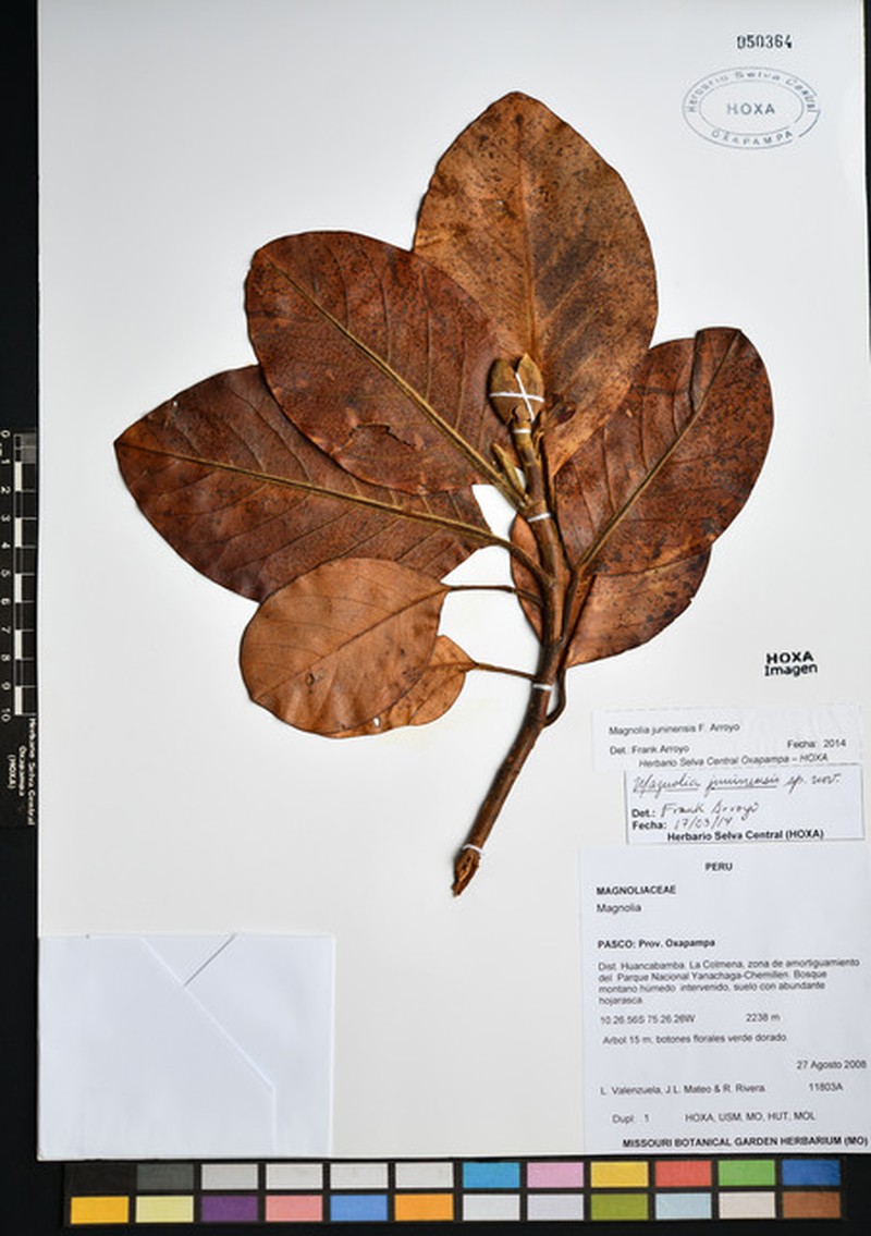 Magnolia juninensis photo 3