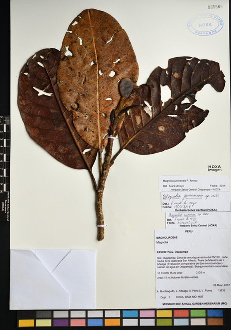 Magnolia juninensis photo 4