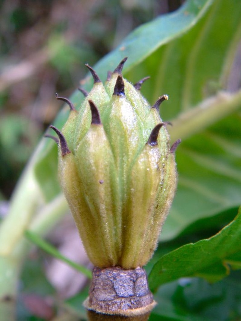 Magnolia juninensis photo 5