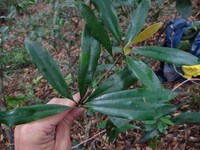 Magnolia kachirachirai