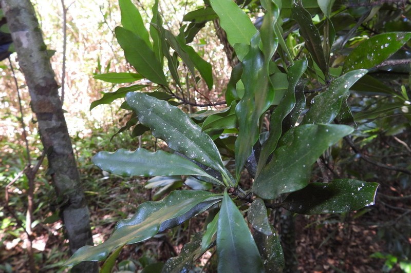 Magnolia kachirachirai photo 6