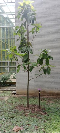 Magnolia katiorum