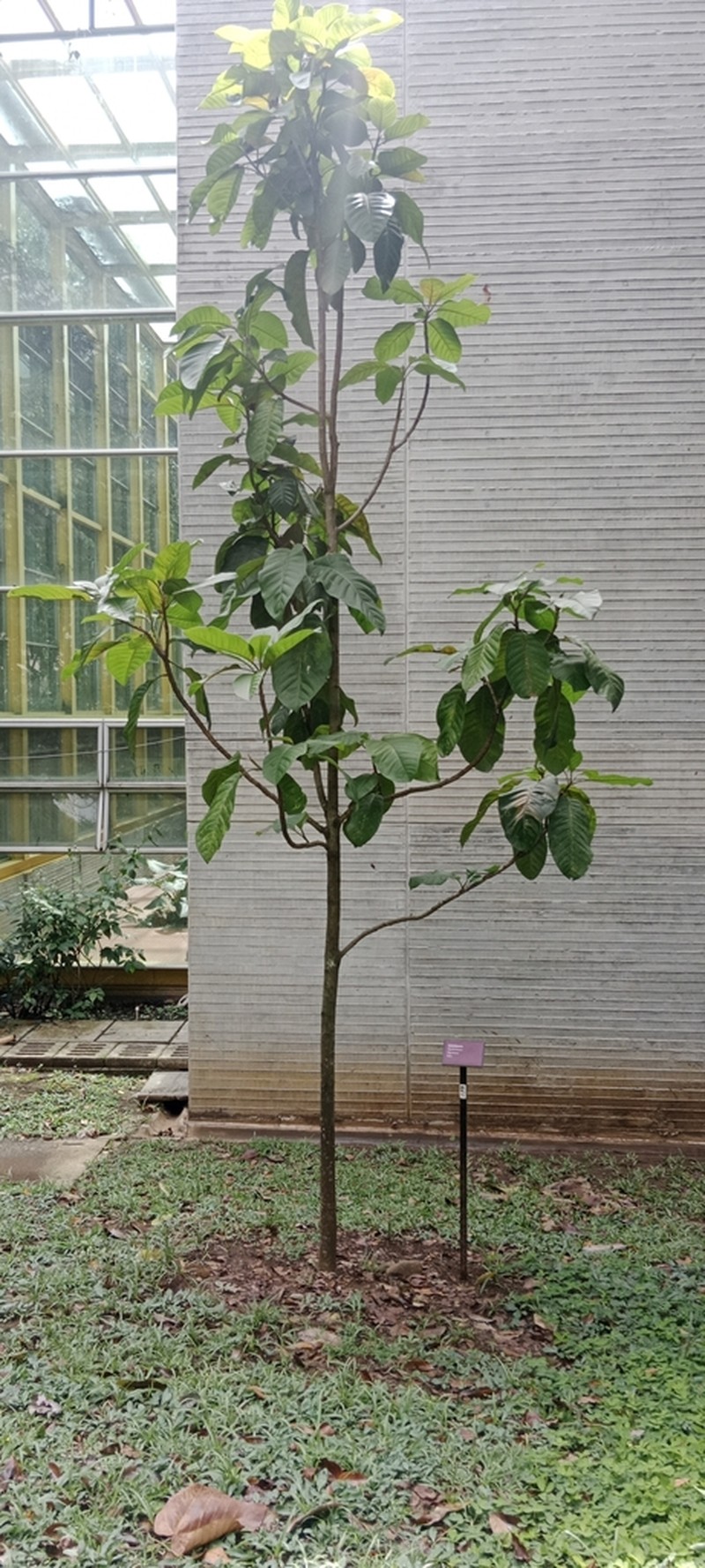 Magnolia katiorum