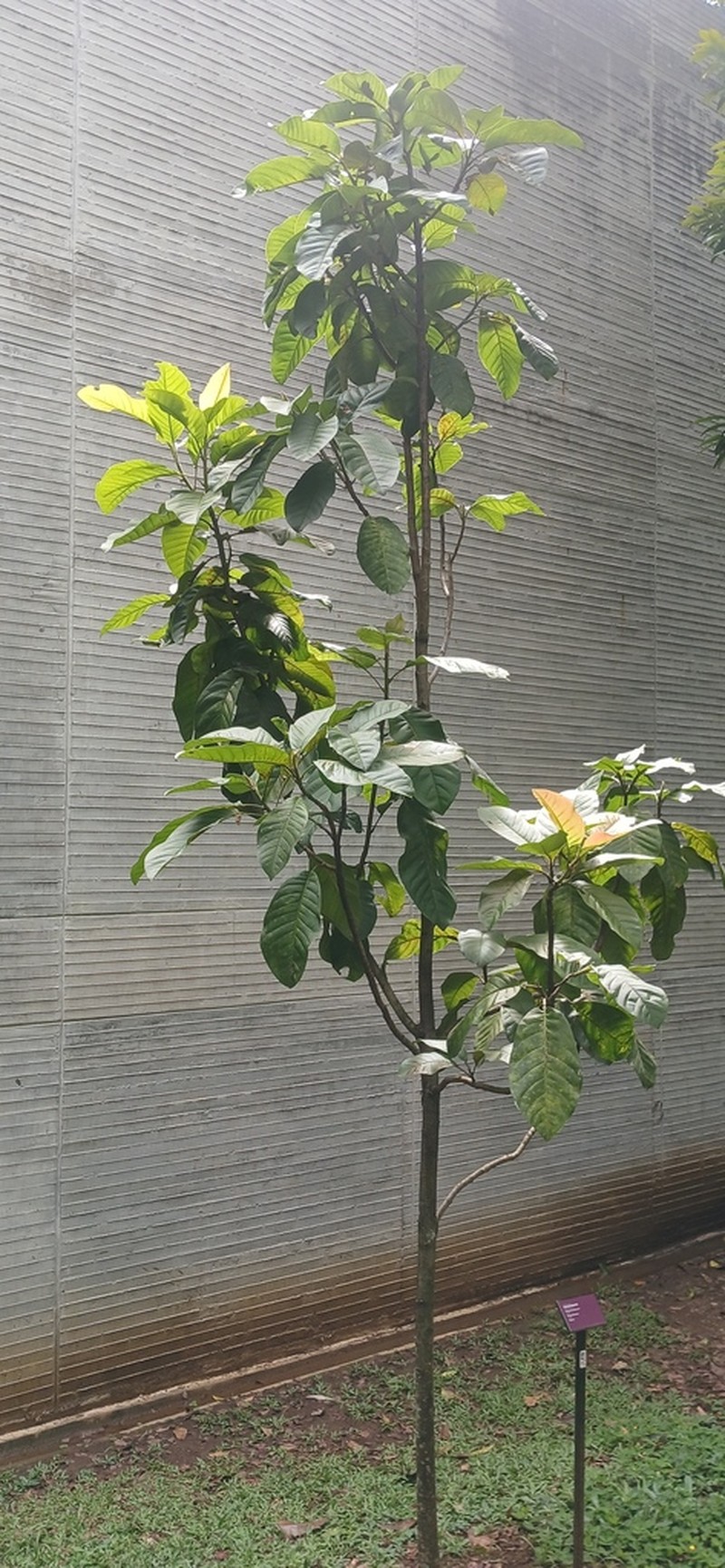 Magnolia katiorum photo 3