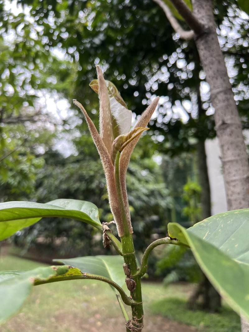 Magnolia katiorum photo 4