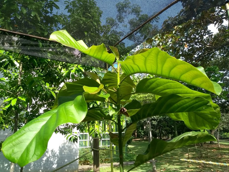 Magnolia katiorum photo 5