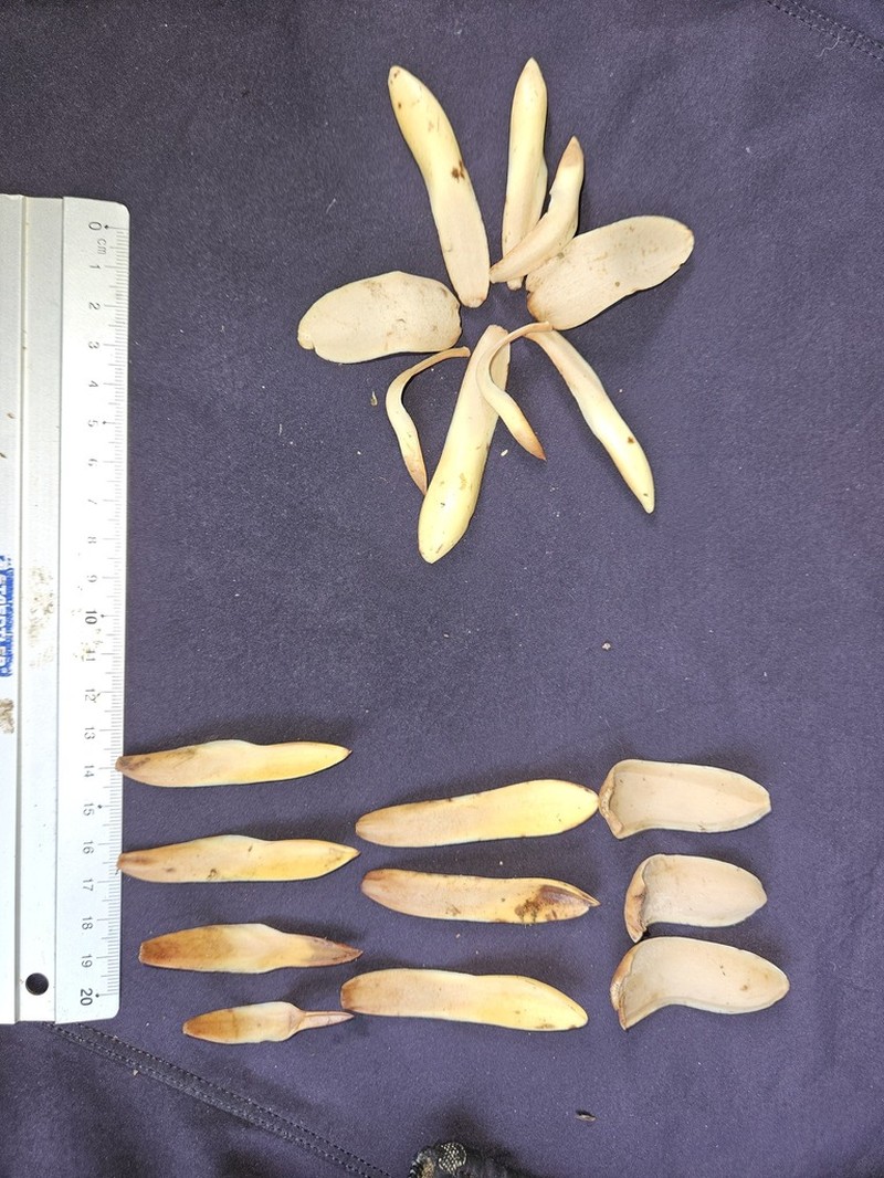 Magnolia kichuana