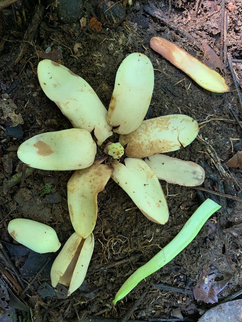 Magnolia kichuana photo 2