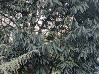 Magnolia kisopa