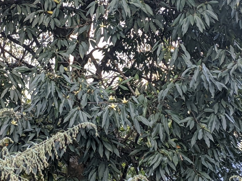 Magnolia kisopa