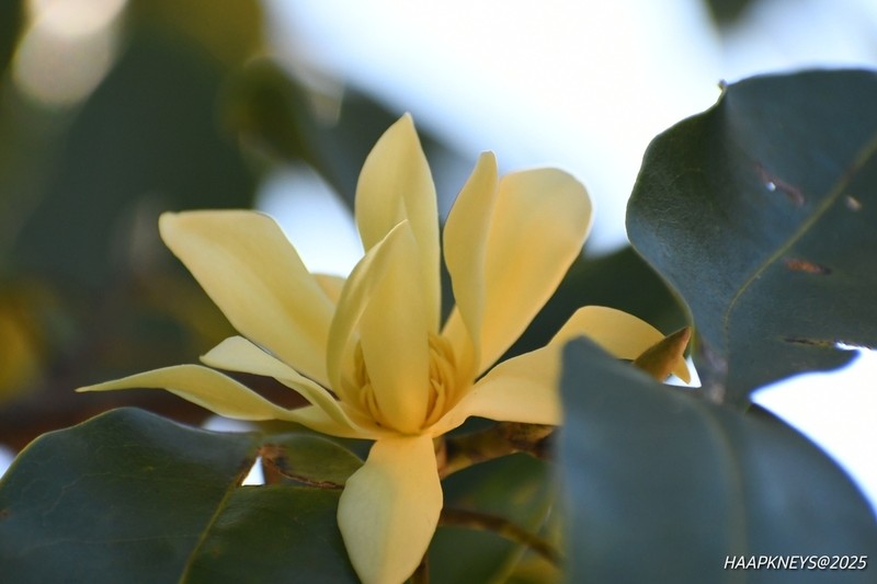 Magnolia kisopa photo 2