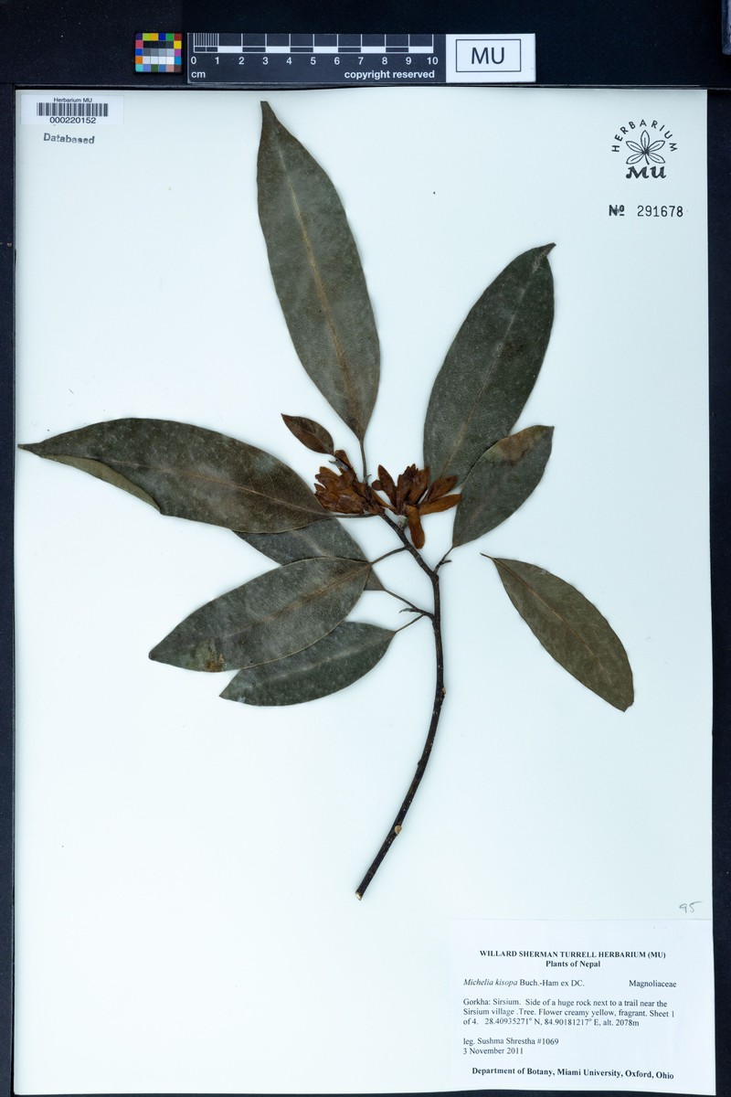 Magnolia kisopa photo 3