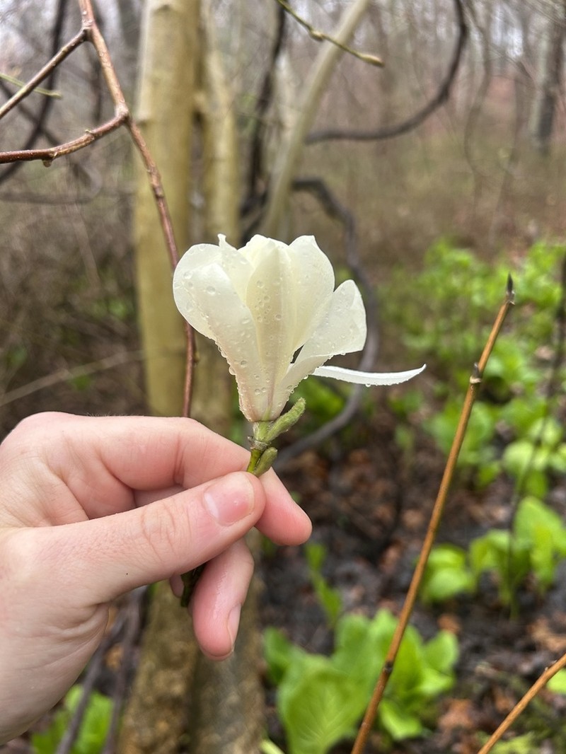 Kobus Magnolia photo 5