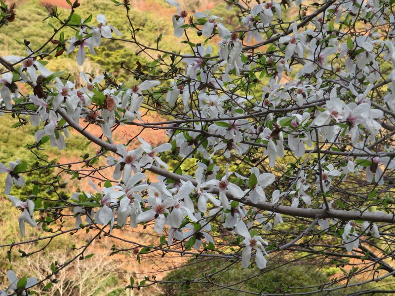 Kobus Magnolia photo 6