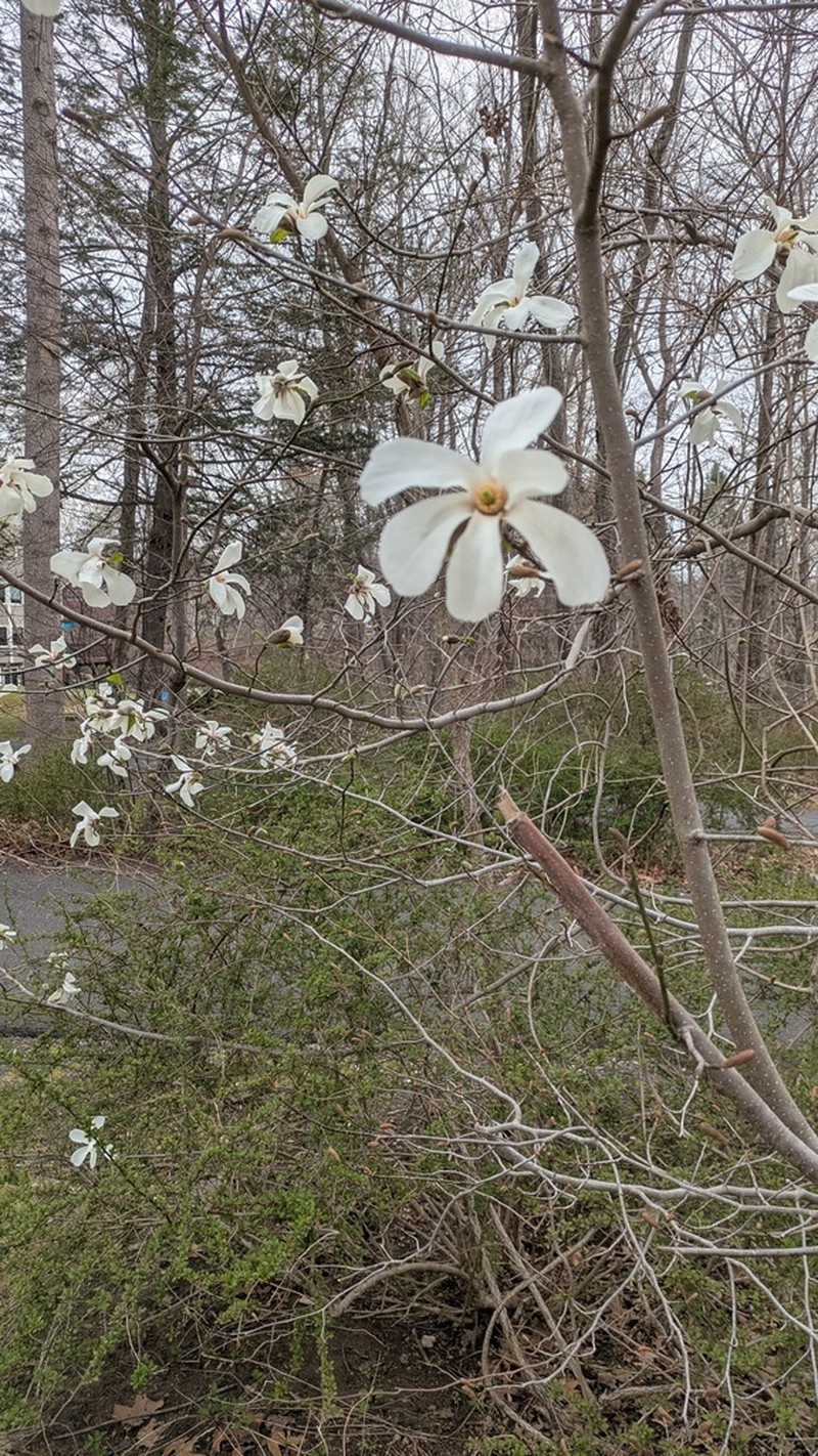 Kobus Magnolia photo 7